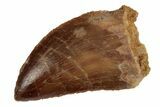 Serrated, 1.28" Juvenile Carcharodontosaurus Tooth  - #200756-1